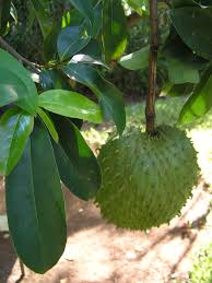 Guanabana Benefits Image